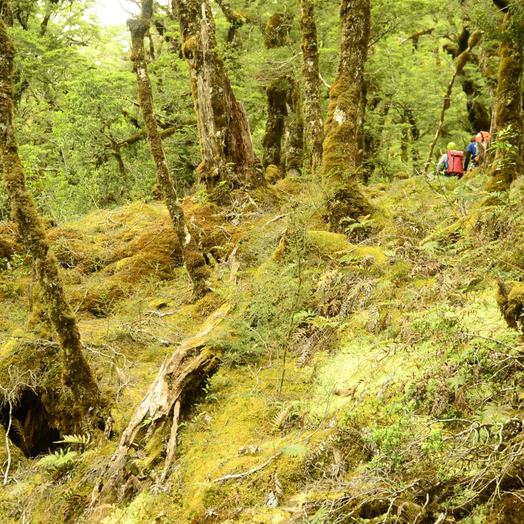 Canyoning New Zealand Walking