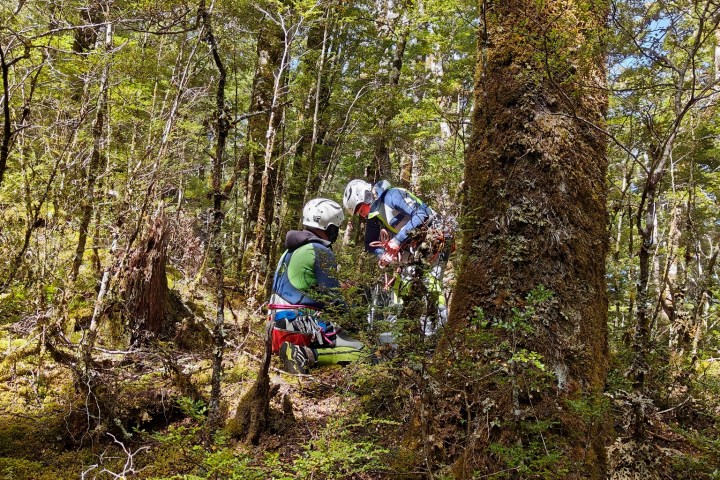 Walking into the forest to the canyon