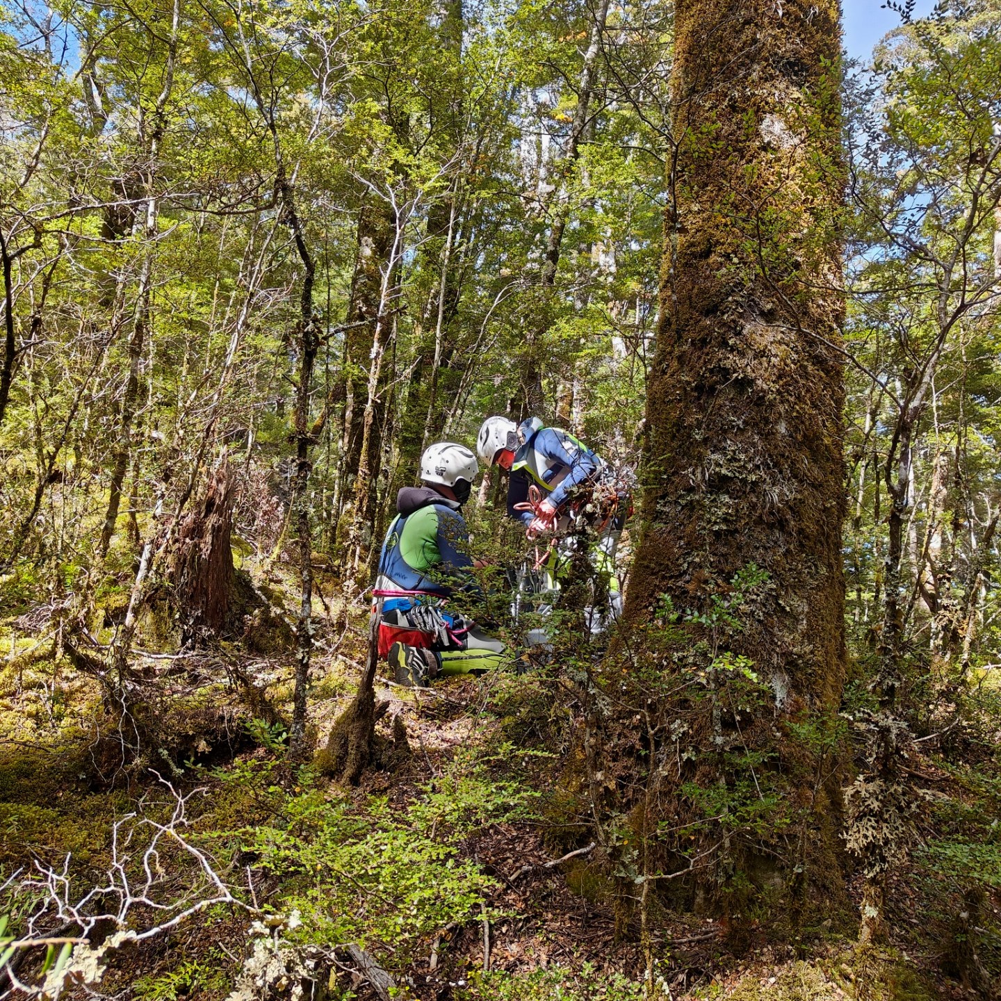 Two people in helmets explore a forest trail surrounded by tall trees.