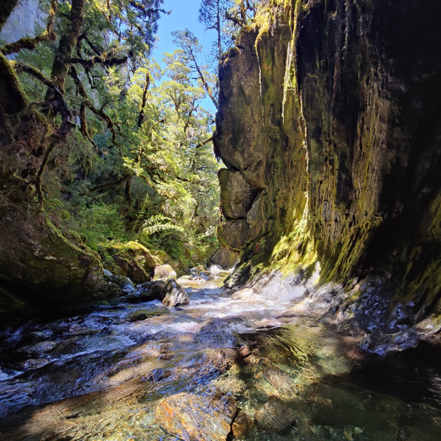 Sunlit forest stream with rocky cliffs and moss-covered trees.